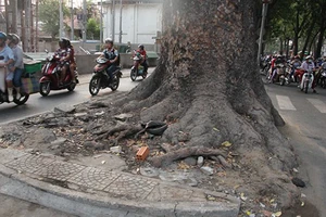 Người dân tiếc nuối mất hàng cây đường Tôn Đức Thắng