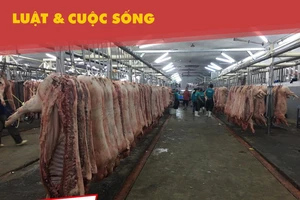 Lò mổ Xuyên Á có độc quyền mổ heo cho chợ Hóc Môn?