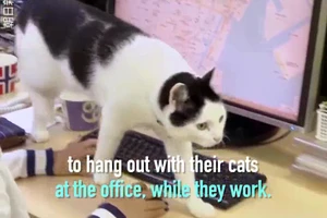 Nhân viên mang mèo đến văn phòng để... đỡ căng thẳng
