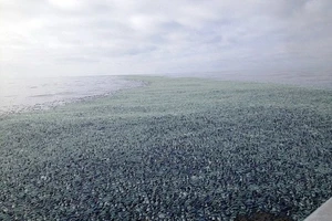 Hàng tỉ sinh vật lạ "tấn công" bờ biển nước Mỹ