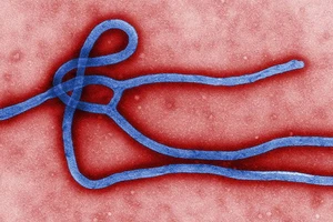 Virus Ebola biến thể, trở nên khó chữa