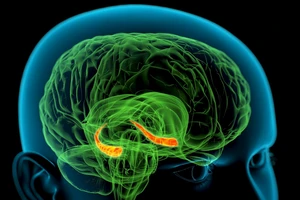 Sex giúp chúng ta thông minh hơn