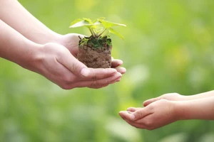 Chung tay làm đẹp thành phố bằng cây xanh