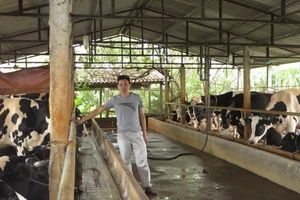 Vắt sữa bò ra... ô tô