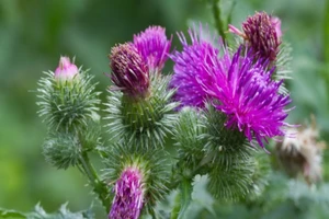 Viên ngậm từ cây cúc lục lăng đã có mặt trên thị trường