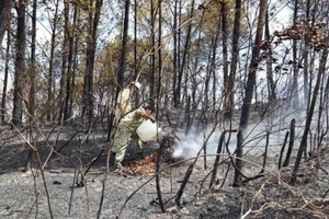 Cháy rừng- Nỗi lo của những người truyền tải điện