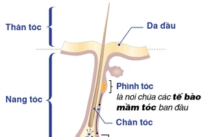 Đập tan hói đầu, vững 'phong độ' phái mạnh