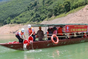 Thả cá giống tái tạo nguồn lợi thủy sản ở hồ thủy điện Bản Vẽ 