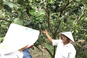 Bayer hỗ trợ 80.000 nông hộ ứng phó COVID-19, hạn mặn