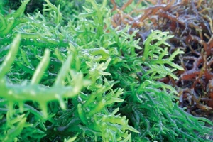 Tảo Nhật Bản có tác dụng gì đối với sức khỏe?