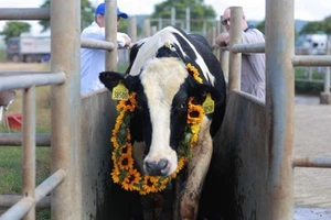 TH nhập khẩu đàn bò sản lượng và chất lượng sữa cực tốt