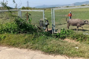 Cao tốc Đà Nẵng - Quảng Ngãi bị tháo rào chắn để trâu bò đi