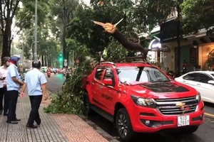 TP.HCM rà soát hệ thống cây xanh trên đường phố