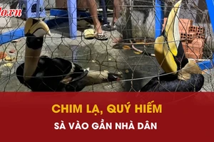 Chim lạ, quý hiếm liên tiếp sà vào gần nhà dân ở TP.HCM