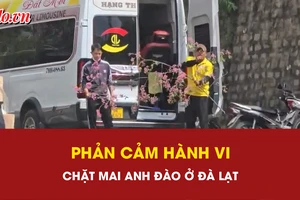 Phản cảm hành vi chặt cành mai anh đào tại nhà công vụ ở Đà Lạt