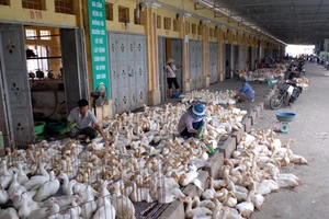 Lo ngại dịch cúm tràn vào Việt Nam