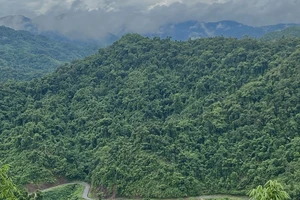 Việt Nam nhận 51,5 triệu USD từ việc bảo tồn rừng