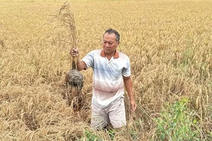 Phó Thủ tướng yêu cầu xác định nguyên nhân lúa chết bất thường ở Hậu Giang