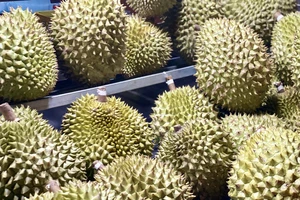 Phó Thủ tướng yêu cầu kiểm tra phản ánh 'sầu riêng loay hoay giải quyết chất vàng O'