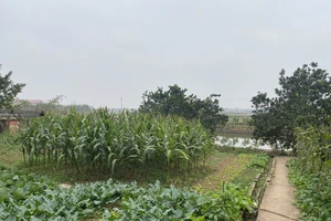 Giảm 70% tiền sử dụng đất khi chuyển đổi: Gỡ gánh nặng nhưng cần quản lý chặt