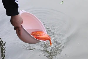 Thả cá ngày ông Công ông Táo: Người dân đã hạn chế dùng túi nilon