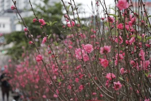 Giữ hồn Tết cổ truyền qua từng cành đào, cây quất