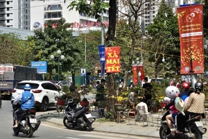 Đào, mai, quất đồng loạt xả hàng, ly kép lên ngôi, hút khách mua