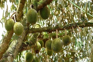 11 người Singapore hái trộm sầu riêng. Ảnh: FILEPIC