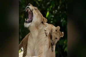 Hai con sư tử châu Phi tại Sở thú Singapore. Ảnh: MANDAI WILDLIFE RESERVE