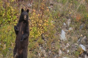 VIDEO: Tay không chiến đấu với gấu xông vào nhà 