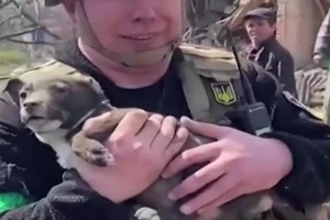 VIDEO: Chú cún ở Ukraine bị đè dưới đống đổ nát được cứu sống