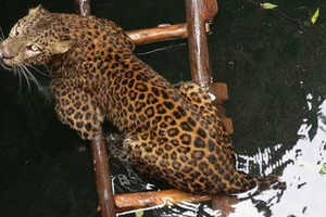 VIDEO: Độc đáo cách cứu chú báo bị mắc kẹt dưới giếng 