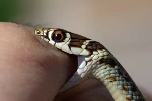 Bị rắn cắn vào môi, bé gái 2 tuổi…cắn chết luôn con rắn 