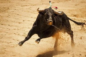 VIDEO: Bò sổng chuồng trên đường tới lò mổ, húc tán loạn vào nhà dân