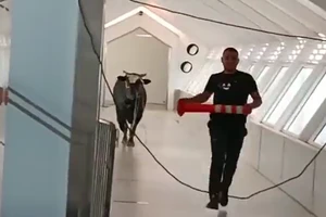VIDEO: Nhân viên ngân hàng giăng bẫy bắt bò chạy vào làm loạn trụ sở