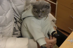 VIDEO: Bị bắt vì vận chuyển ma túy bằng...mèo tại Nga 