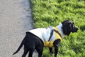 Cuộc phẫu thuật phức tạp và cuộc sống mới của cô chó 6 chân Ariel