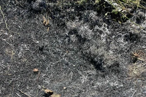 Hy hữu cả ngôi làng tê liệt vì... chim ưng đánh rơi con cá xuống đường dây điện 