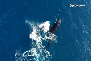  Cá voi lưng gù và cá heo bơi quay tròn dưới biển. Nguồn: TWITTER