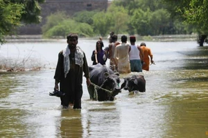 Lũ lụt ở Pakistan ở thị trấn Bhan Syedabad, tỉnh Sindh (Pakistan) ngày 8-9. Ảnh: REUTERS