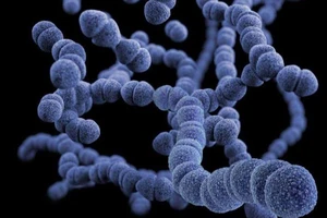 Ảnh minh họa cấu trúc vi khuẩn Streptococcus pneumoniae. Ảnh: UNLEASH