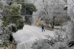 Cây đỗ chắn đường ở bang Texas trong trận bão mùa đông hồi ngày 1-2. Ảnh: REUTERS