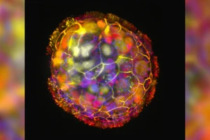 Tạo ra robot sống bằng tế bào con người 