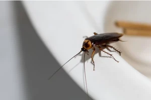 Gián và hành trình trở thành loài côn trùng phổ biến toàn cầu 