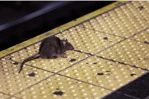 Hội nghị thượng đỉnh... về chuột