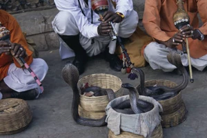 Bị rắn cắn, ... cắn chết luôn con rắn