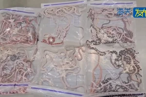 VIDEO: Giấu hơn 100 con rắn trong quần qua cửa hải quan