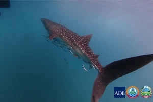 ẢNH-VIDEO: Cận cảnh 'khủng long sống' khổng lồ bất ngờ trồi lên ngoài khơi Campuchia