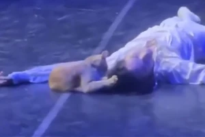 VIDEO: Hy hữu Romeo và Juliet, từ bi kịch thành … hài kịch
