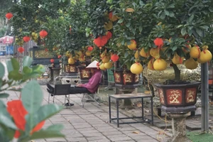 Nhà vườn tất bật đưa bưởi Diễn xuống phố đón Tết